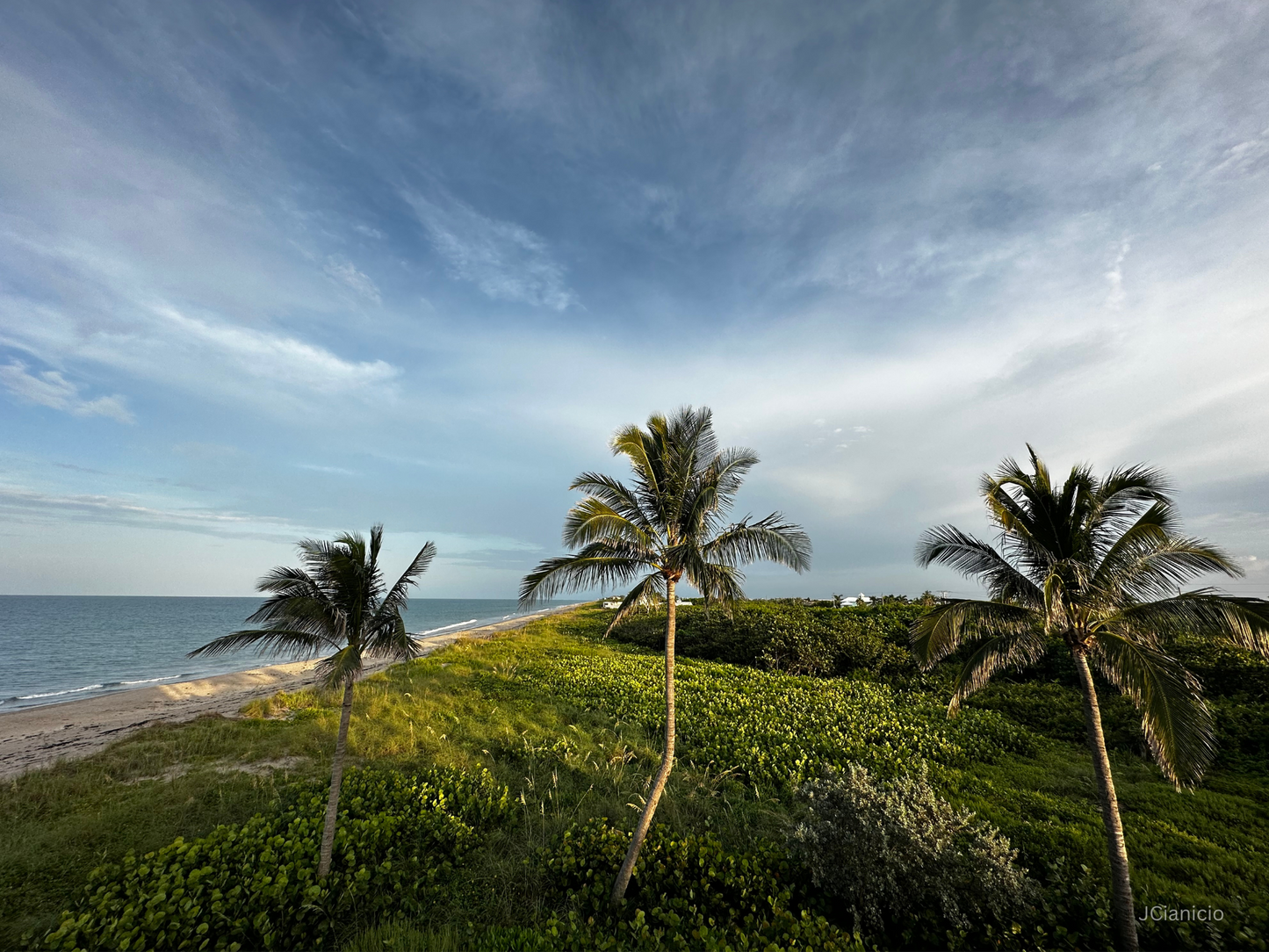 Three Palms