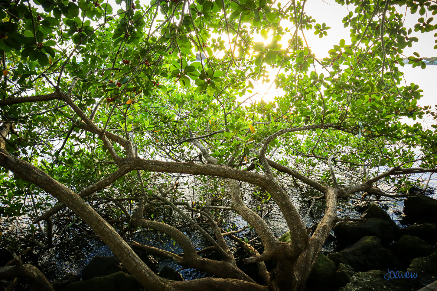 Mangroves