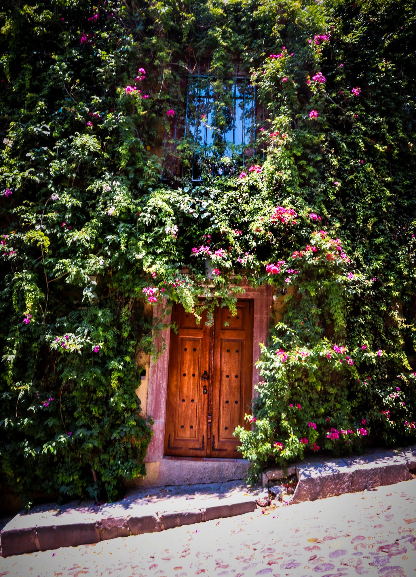 Bougainvillea