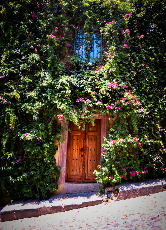 Bougainvillea